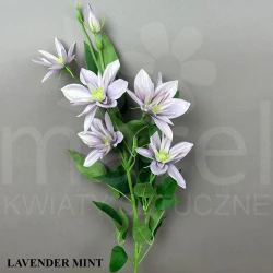 Klematis SUN508 Różne Kolory