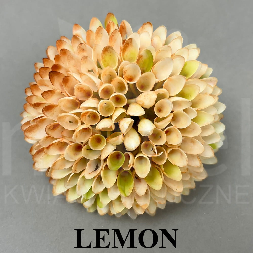 LEMON.jpg
