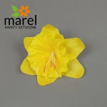 Żonkil 17A023 Karton