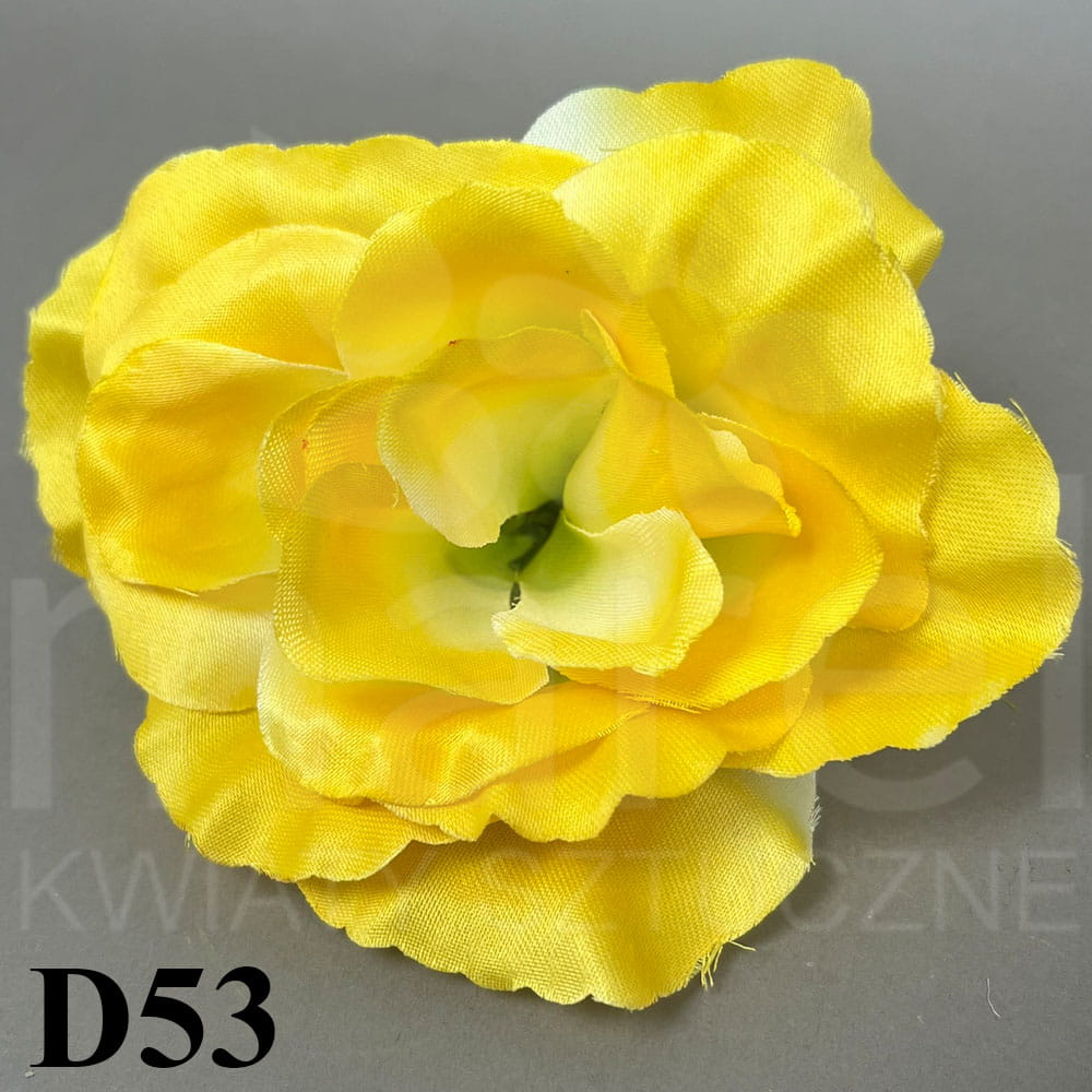 D53.jpg