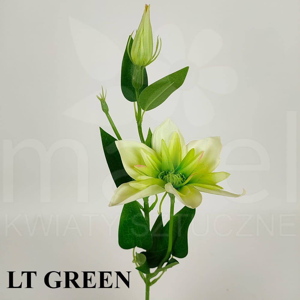 LT GREEN.jpg