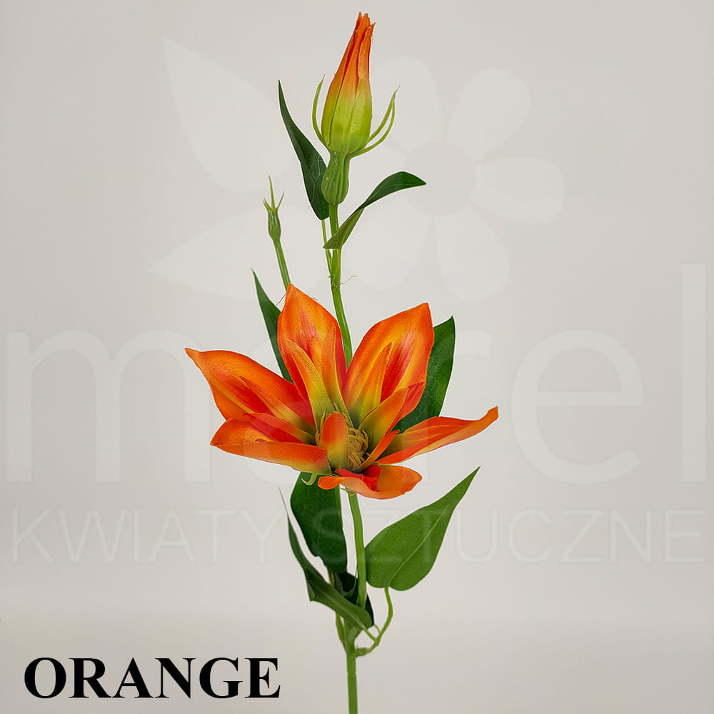 ORANGE.jpg
