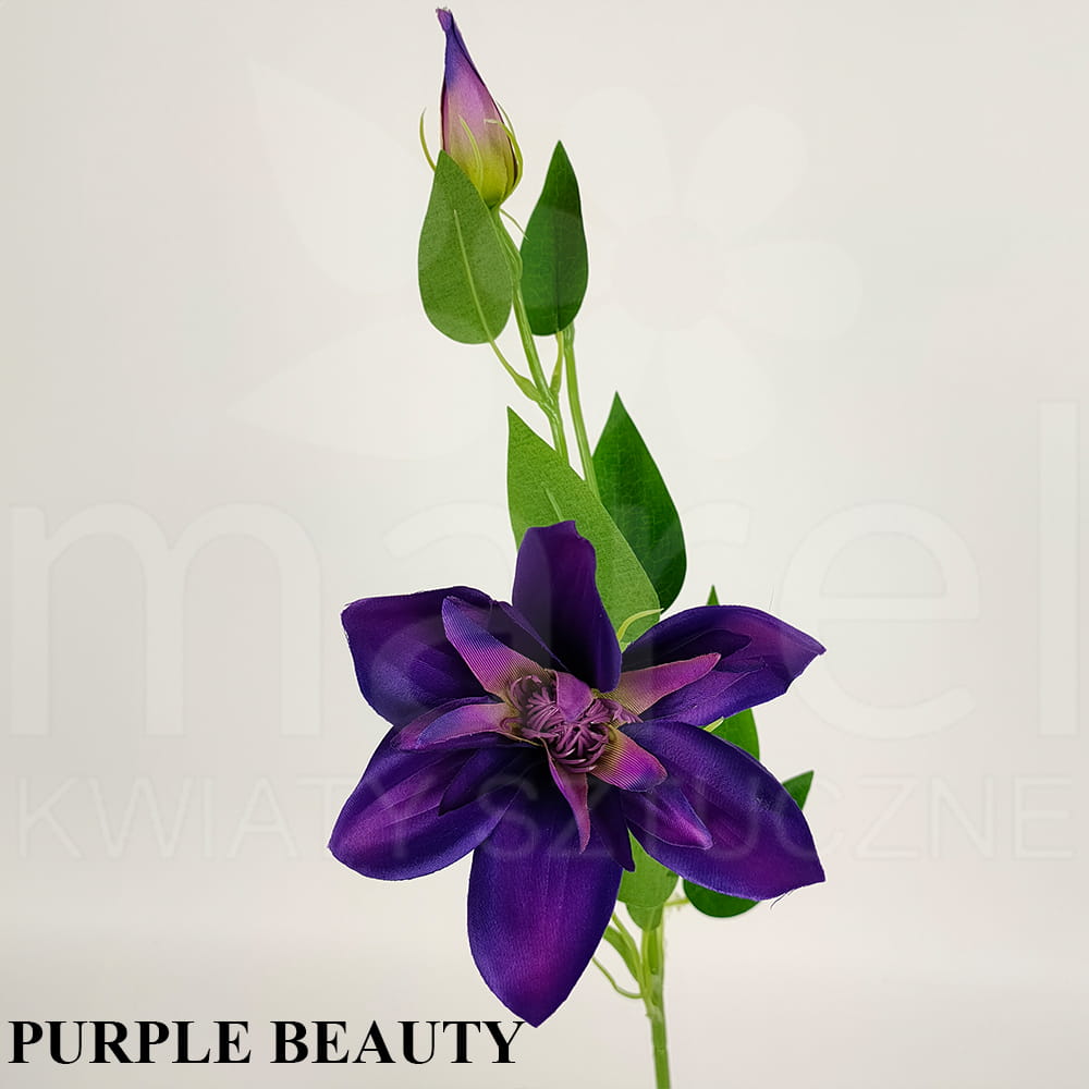 PURPLE BEAUTY.jpg